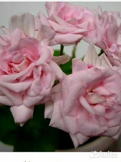 Герань пеларгония розебудная