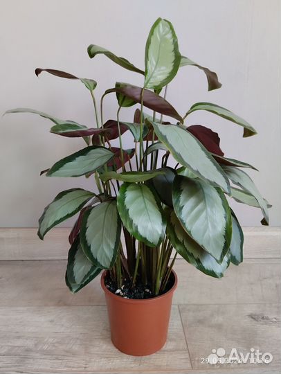 Рипсалис,кротон, сансиеверии, сингониум, калатея