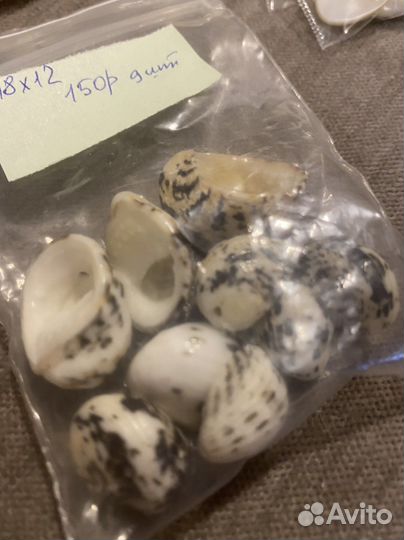 Ракушки бусины натуральный