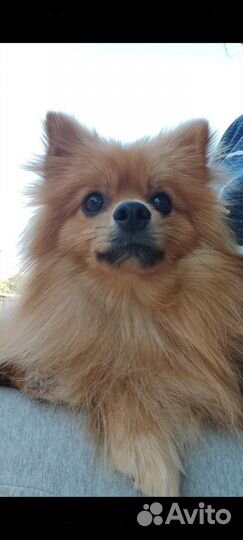 Померанский шпиц