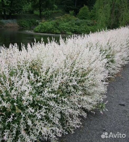 Ива японская Хакуро Нишики