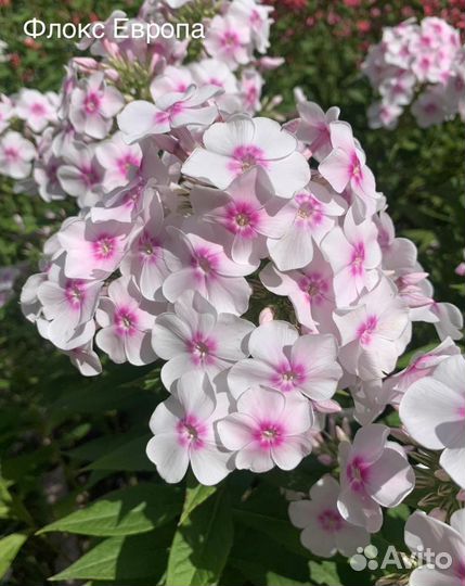 Флоксы сортовые