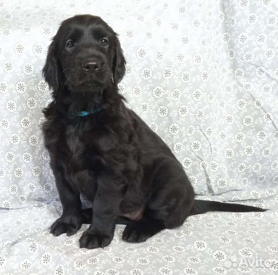 Прямошерстный ретривер