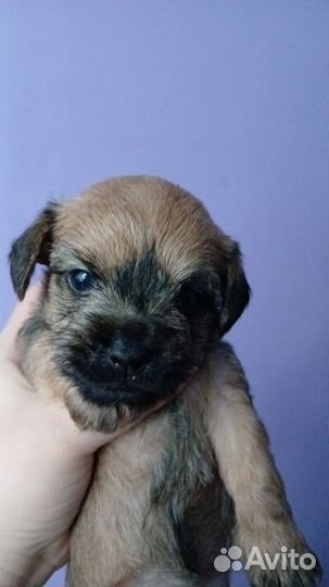 Домашние животные собаки маленькие