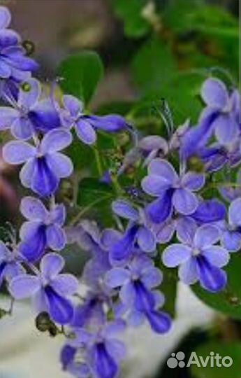 Клеродендрум угандийский, дуранта