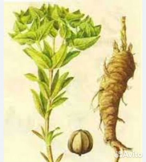 Молочай Палласа, Мужик корень, Молочай Фишера