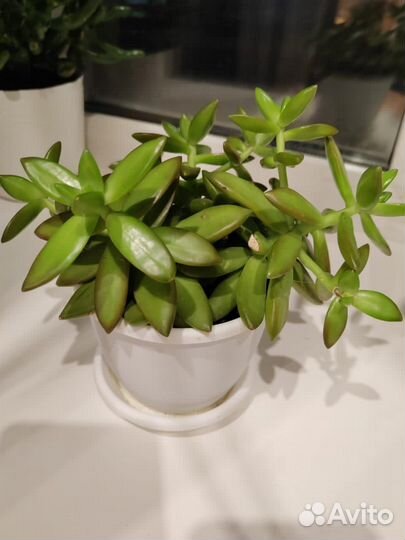 Суккулент седум