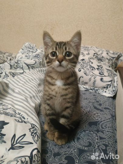 Смышлёные котята