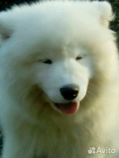 Щенок самоеда