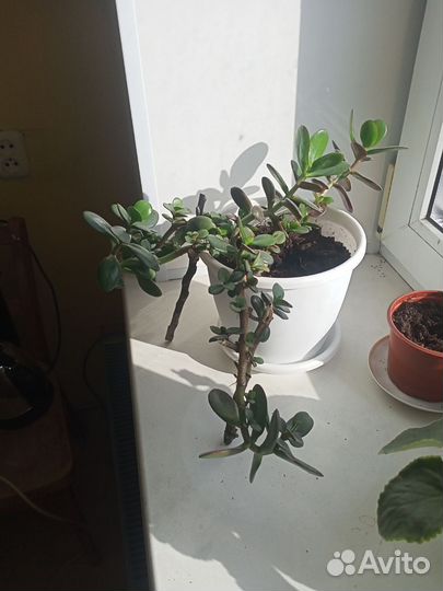 Денежное дерево или крассула