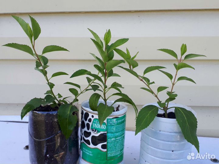 Форзиция саженцы