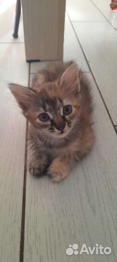 Кошечка бесплатно