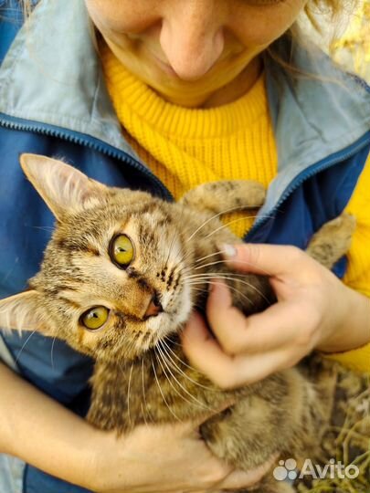 Котенок тигренок ищет домик