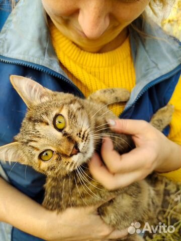 Котенок тигренок ищет домик