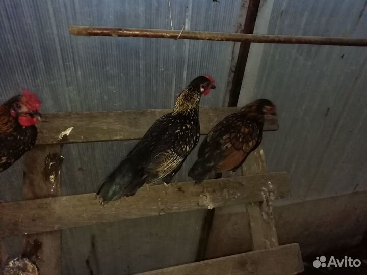 Петухи бентамки