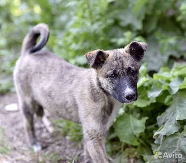 Тигруша в дар