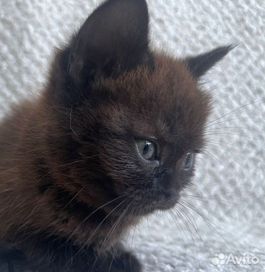 Котята в добрые руки (метис)