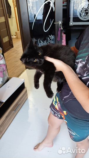 Кошка