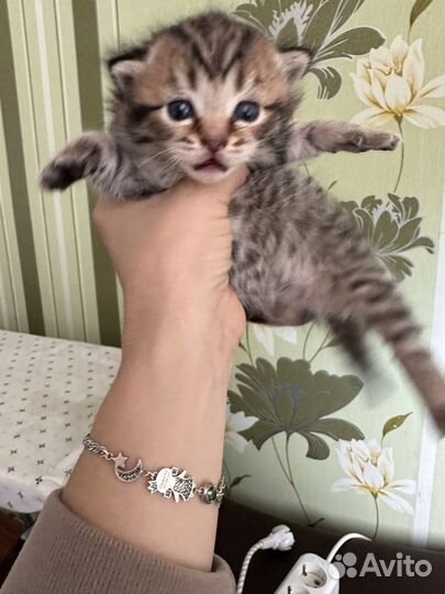 Котята породистые