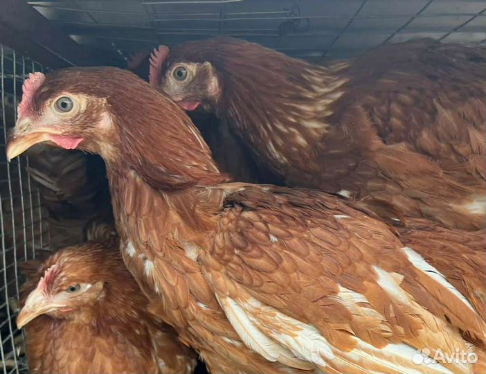 Куры несушки молодки продам, молодняк птицы