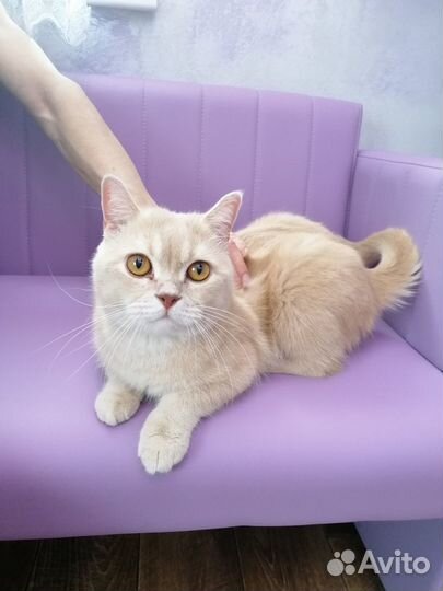 Кошки в добрые руки