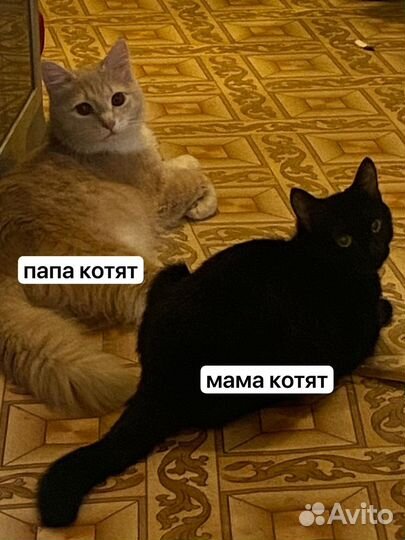 Котята в добрые руки