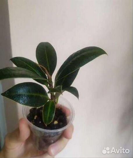 Фикус Мелани