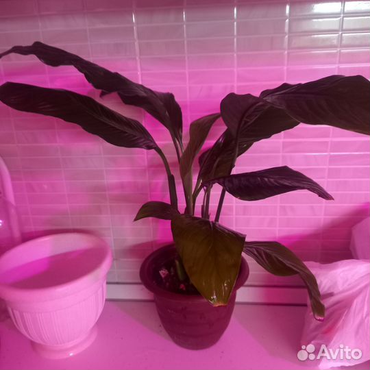 Спатифилум