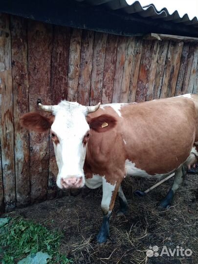 Продаю Корову