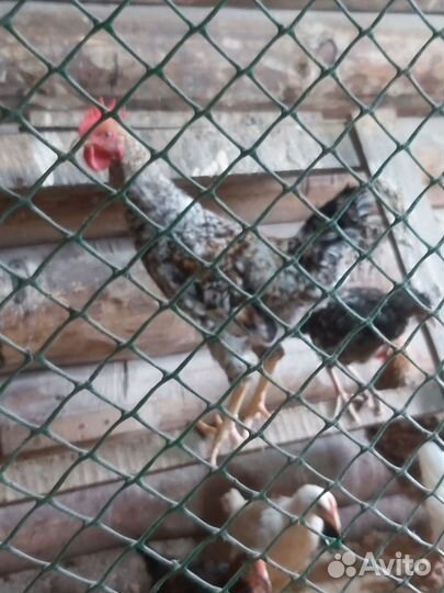 Молодые петушки