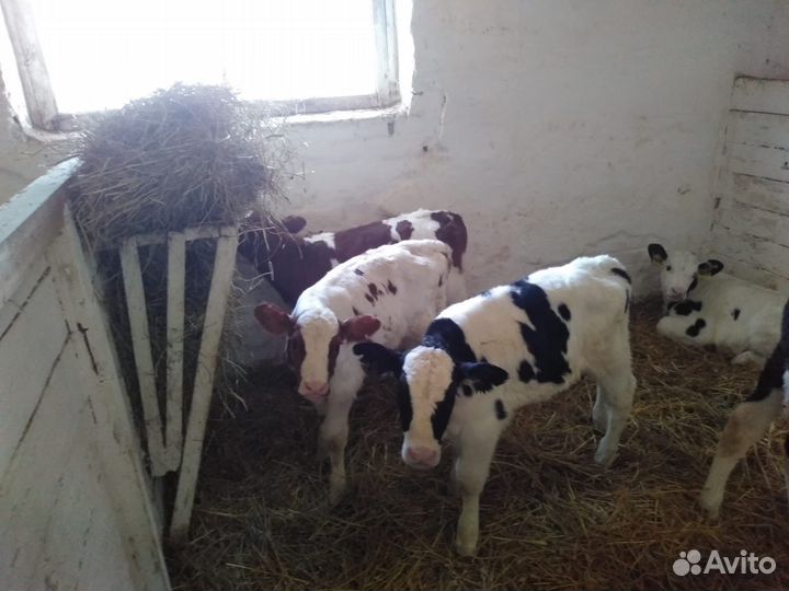 Телята мясной породы бычки