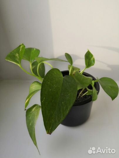 Сциндапсус Эхинопсис Алоэ-вера Фиалка