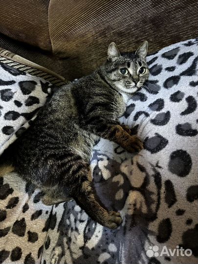 Кошка