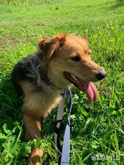 Мотя ишет дом, подарите малышке семью