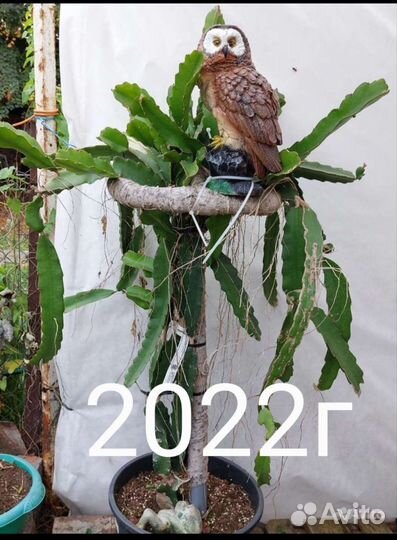 Тропическое растение Питахайя