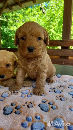 Лабрадудель щенки