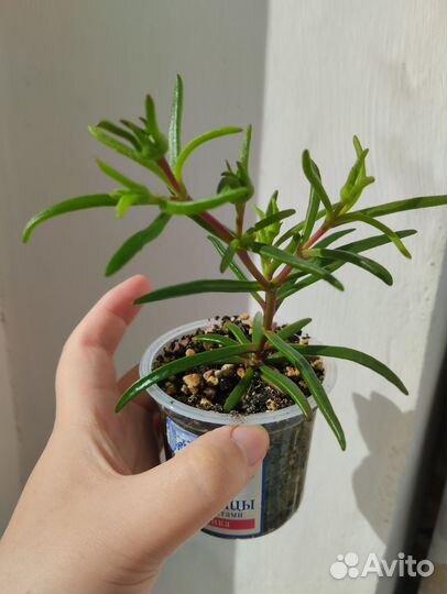 Местоклема