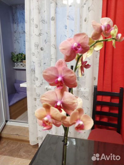 Орхидея бабочка