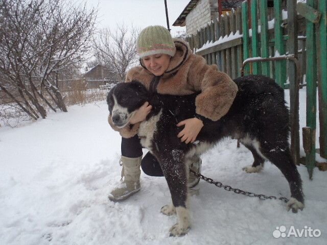 Собака в добрые руки отдам бесплатно