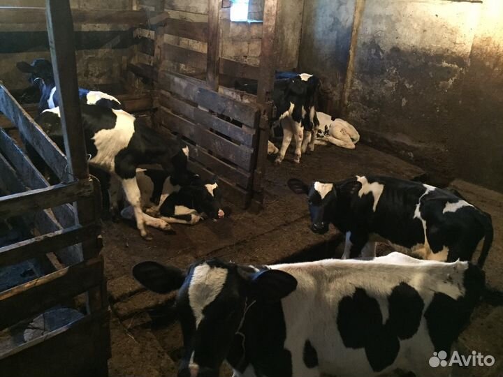 Телята бычки