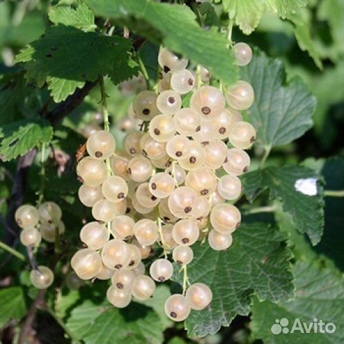 Саженцы белой смородины Снежана