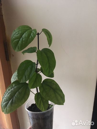 Продам Клеродендрум Томпсона