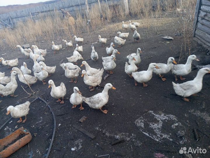 Пекинская утка