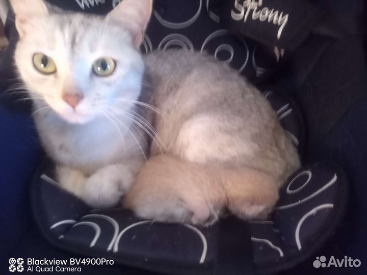Котенок - кот