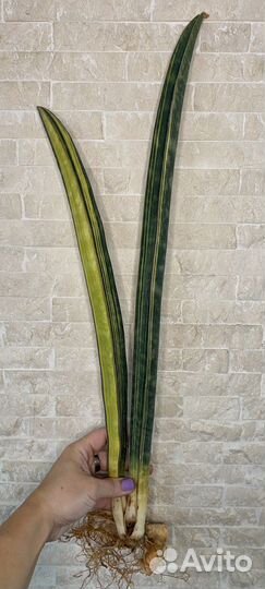 Сансевиерия hallii Baseball bat var