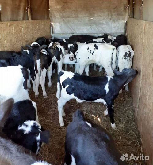 Бычки и тёлочки