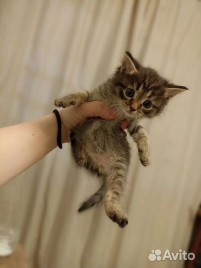 Котята