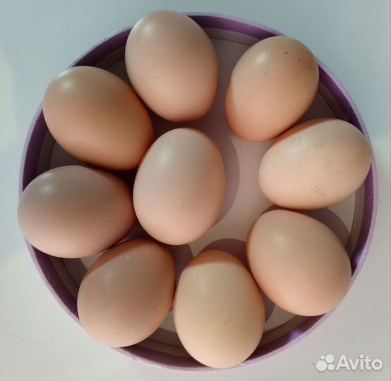 Ия кучинской юбилейной