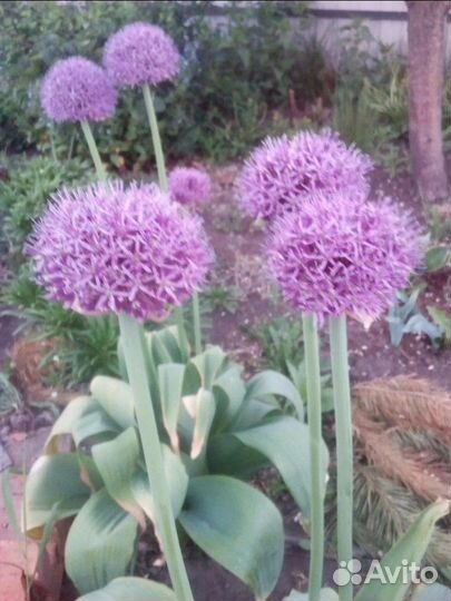 Многолетние цветы для сада