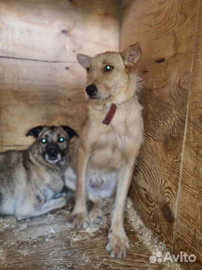 Собаке грустно